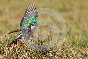 Diederik or Dideric Cuckoo, About To Fly