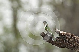 Diederikkoekoek, Diderick Cuckoo, Chrysococcyx caprius