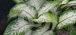 Dieffenbachia