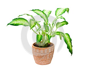 Dieffenbachia