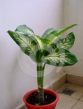 Dieffenbachia amoeba (dumbcane) is commonly cultivated as a houseplant, decorative leaves. Large, oblong.