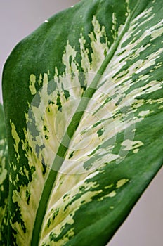 Dieffenbachia amoeba (dumbcane) houseplant, decorative leaves. leaves are large and cream with green spots and stripes.