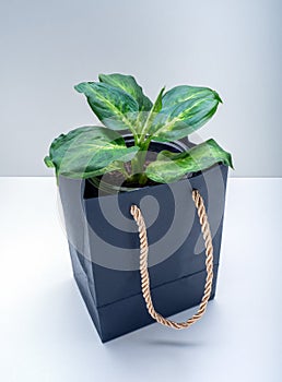 Dieffenbachia Amy is a genus of tropical flowering plants