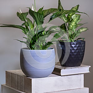 Dieffenbachia Dumb canes with Peace Lily, Spathiphyllum