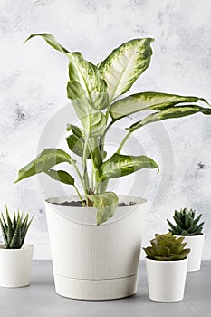 Dieffenbachia or dumbcane with cactus on blue background in flower pot