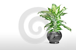 Dieffenbachia or dumbcane isolated on white background in flower pot