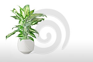 Dieffenbachia or dumbcane isolated on white background in flower pot