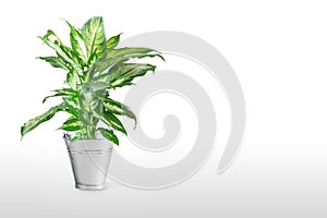 Dieffenbachia or dumbcane isolated on white background in flower pot