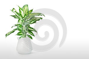 Dieffenbachia or dumbcane isolated on white background in flower pot