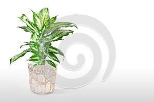 Dieffenbachia or dumbcane isolated on white background in flower pot