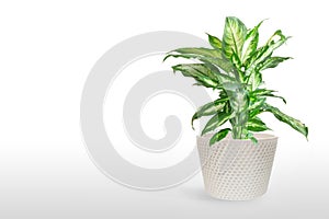 Dieffenbachia or dumbcane isolated on white background in flower pot