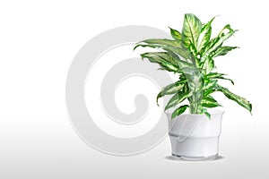 Dieffenbachia or dumbcane isolated on white background in flower pot
