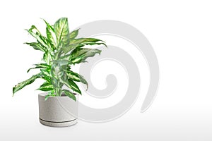 Dieffenbachia or dumbcane isolated on white background in flower pot