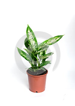 Dieffenbachia or dumbcane isolated on white background in flower pot. Dieffenbachia seguine, also known as dumbcane is a