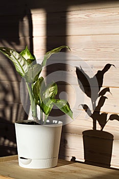 Dieffenbachia or dumbcane in white flower pot on wooden background in sunny day