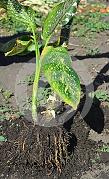 Dieffenbachia growing and propagation. Dieffenbachia dumb cane plant propagation by dividing, or splitting the root ball