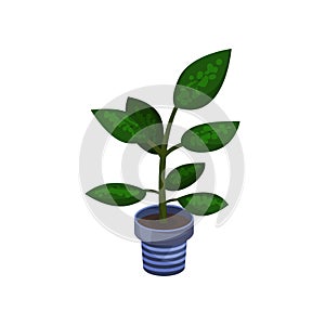 Dieffenbachia houseplant, potted plant vector illustration