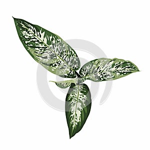 Dieffenbachia. Indoor plant isolated on white background. Home exotic flowers.
