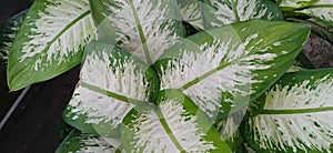 Dieffenbachia leaf