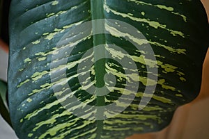 Dieffenbachia leaf Dumb cane. Detaliu frunza, fotografie la interior. photo