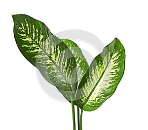 Dieffenbachia leaf dumb cane, Green leaves containing white spots and flecks, Tropical foliage isolated on white background