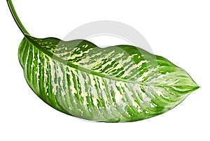 Dieffenbachia leaf Dumb cane, Green leaves containing white spots and flecks, Tropical foliage isolated on white background