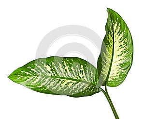 Dieffenbachia leaf Dumb cane, Green leaves containing white spots and flecks, Tropical foliage isolated on white background