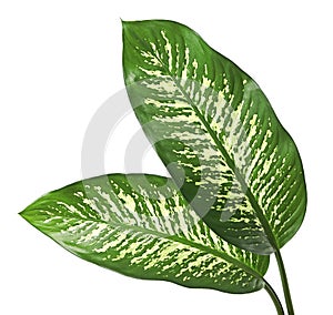 Dieffenbachia leaf dumb cane, Green leaves containing white spots and flecks, Tropical foliage isolated on white background
