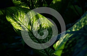 Dieffenbachia leaf dumb cane texture with sun rays back light effected