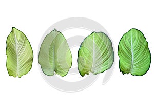 Dieffenbachia leave isolate on white background, with clipping path, leaf plant