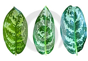 Dieffenbachia leave isolate on white background, with clipping path, leaf plant