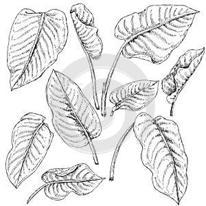 Dieffenbachia Leaves Sketch