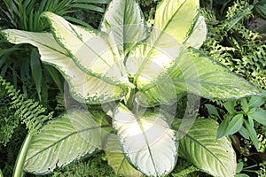 Dieffenbachia maculata Rudolph Roehrs leaf plant