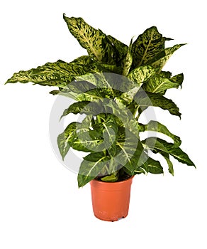 Dieffenbachia Mars