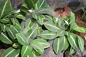 Dieffenbachia oerstedii Schott Dieffenbachia Green Magic Araceae or Ruellia makoyana Closon Monkey plant Acanthaceae