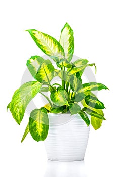 Dieffenbachia. Ornamental green plant for home interior grown in a pot, isolated on white background