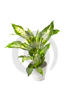 Dieffenbachia overig compacta