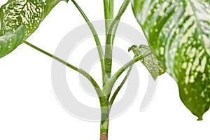 Dieffenbachia plant, houseplant iisolated