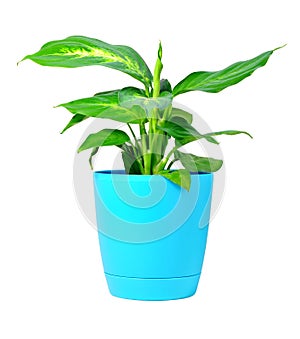 Dieffenbachia plant in pot