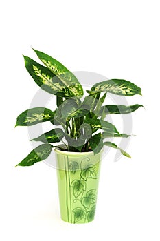 Dieffenbachia plant in pot isolated on white