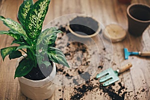 Dieffenbachia plant potted with new soil into new modern pot, and gardening stylish tools, ground ,clay pots on wooden floor.