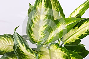 Dieffenbachia plants isolated on white background