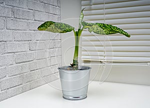 Dieffenbachia Reflektor is a genus of tropical flowering plants