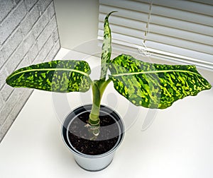 Dieffenbachia Reflektor is a genus of tropical flowering plants