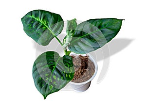 Dieffenbachia Reflektor is a genus of tropical flowering plants