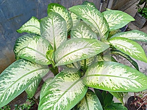 Dieffenbachia seguine