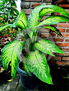 Dieffenbachia seguine, also known as dumbcane, or tuftroot, is a species of Dieffenbachia native to the tropical Americas