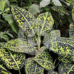 Dieffenbachia seguine or dumb cane, Rohdea japonica,Variegata