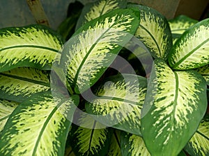 Dieffenbachia seguine green leaf