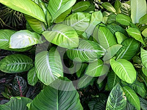 Dieffenbachia seguine green paddle shaped leaves